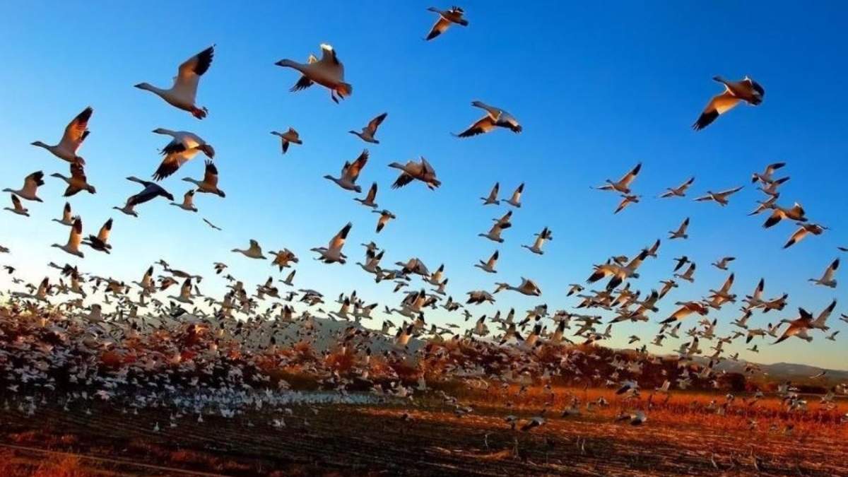 Aves migratorias podrían estar detrás del brote