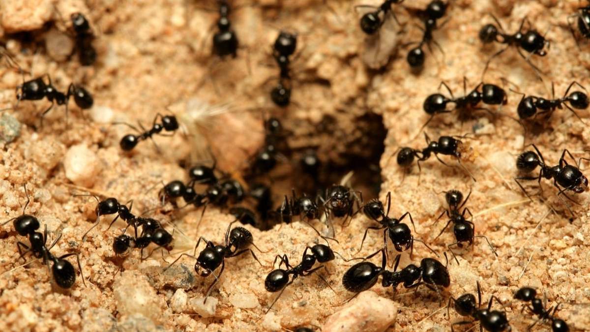 Hormigas. Factor clave ante el Cambio Climático