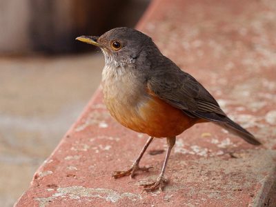 Curiosidades del zorzal, el pájaro autóctono más madrugador