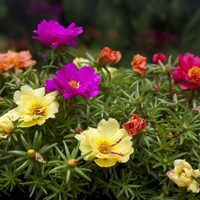 La planta que imita el ritmo humano: se abre de día y descansa de noche