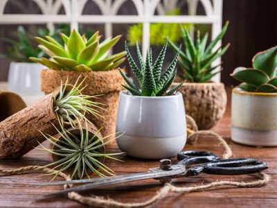 Tips claves para que las raíces de tus suculentas crezcan y poder reproducirlas fácilmente