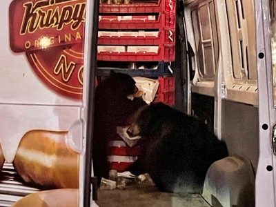 Dos osos saquean camioneta de donas que se detuvo frente a una tienda