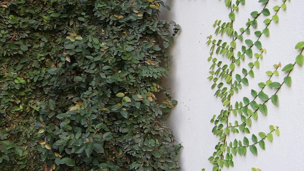 Plantas. Fuente: (X)