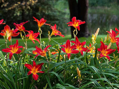 Conocé la planta increíblemente resistente para el verano que llenará tu jardín de flores y color