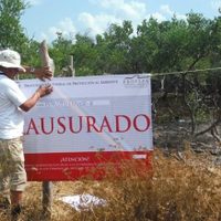 Devastan con 1.7 hectáreas de manglar en Holbox; Profepa clausura el predio
