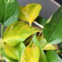 Si las hojas de tu Potus lucen amarillas y secas, no te asustes, mirá cómo recuperarlas con este truco natural y efectivo