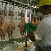 Detectan virus de influenza aviar en una granja comercial de NL; hay brotes también en BC y Chiapas