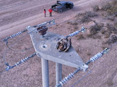 Alerta por electrocución: estudio revela que 150 aves de rapiña murieron en tendidos