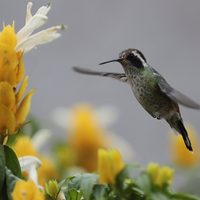 La planta que es un tesoro en los días de sol porque explota de flores y atrae a los colibríes