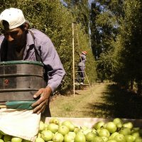 Sector frutícola: brindarán asistencia a los productores y trabajadores de Río Negro