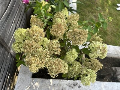 Si tus hortensias están feas y secas, esto es lo que tenés que hacer para que exploten de flores en primavera