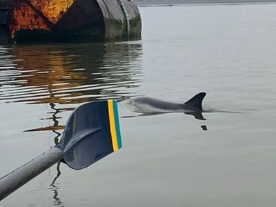 Preocupa a expertos avistamiento de delfín en el Río Támesis