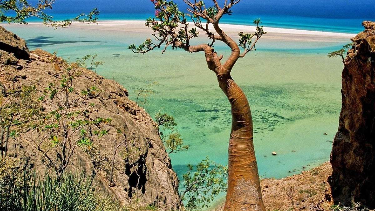 Variedades únicas en la isla de Socotra. Fuente: (Instagram)
