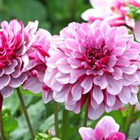 Plantas: el truco de los jardineros para que las Dalias crezcan frondosas y se llenen de flores