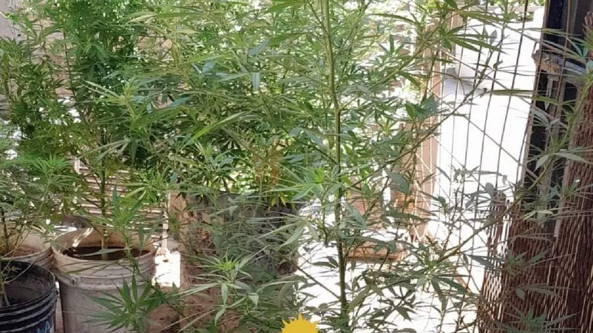 El cannabis estaba en la parte posterior de la casa. Fuente: (Policía de Neuquén)