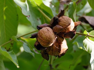 La forma más efectiva de germinar nuez y tener tu arbolito de nogal en casa, completamente gratis