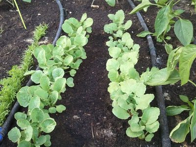La planta fácil de cultivar que es un tesoro para tu salud y podés incorporar a tus comidas