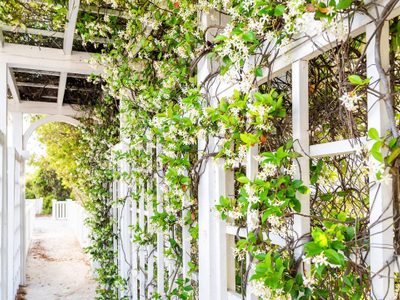 Hermosas y de rápido crecimiento: 3 plantas trepadoras con hojas todo el año para tapar esa pared fea