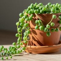 3 imperdibles tips para que tu planta del rosario crezca rozagante y sana