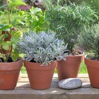 3 plantas aromáticas muy fáciles de cuidar y que se utilizan en la cocina