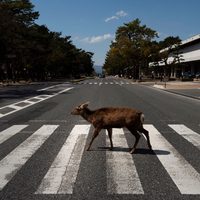 Animales salvajes en ciudades, reflexión ante la pandemia