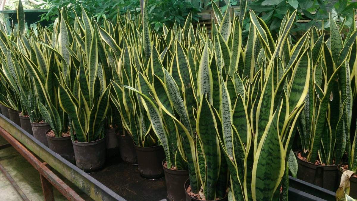 Sansevieria. Fuente: (Instagram)