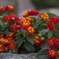 La planta que llena tu jardín de flores casi todo el año, cambia de color y necesita pocos cuidados
