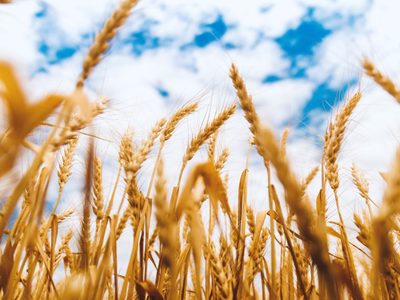 OCDE afirmó que Argentina es el país que más castiga al sector agropecuario