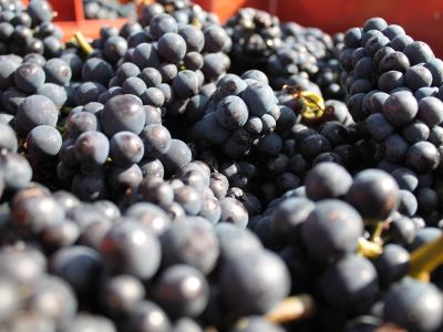 Bodegas de Río Negro, Neuquén y Chubut continúan trabajando en la cosecha