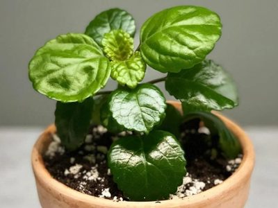 La hermosa planta de fácil cuidado que atrae el dinero y la prosperidad a tu hogar