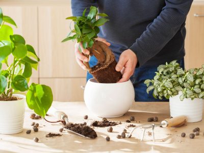 Plantas y suculentas: cuál es la ideal para cada signo del Zodíaco