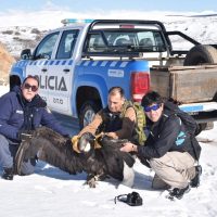 Heróico rescate de un cóndor hembra con un ala herida en Los Bolillos
