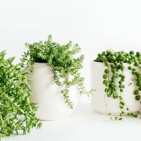 La planta colgante de hojas muy chicas que es muy tierna y fácil de cuidar