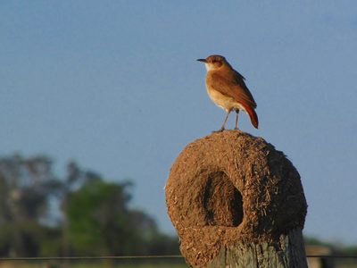 Curiosidades sobre el Hornero: el pájaro albañil que es un verdadero protector de campos y jardines