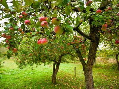 Lo que los jardineros callan: con este trucazo, tus árboles frutales van a crecer mucho más rápido