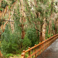 Alerta climática: cierran los 12 kilómetros de sendero al bosque de Arrayanes