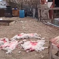 Una jauría de perros atacó un puesto de Rincón de los Sauces y mató a todos los animales