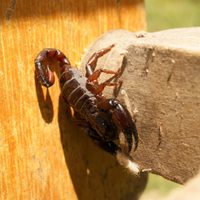 Repelente casero para alacranes: alejá a estos peligrosos insectos de tu hogar con esta fórmula casera de 3 ingredientes