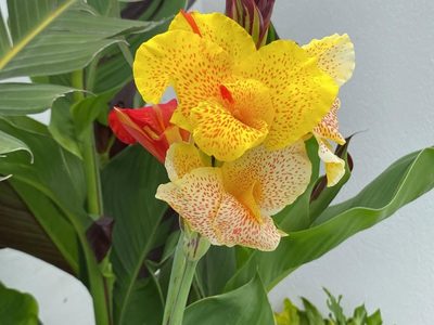 La planta que parece una orquídea gigante y que le dará un toque tropical a tu jardín: fácil de cuidar y barata