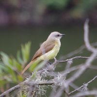 Curiosidades del Picabuey: el ave atrapamoscas que se posa sobre el lomo de grandes mamíferos