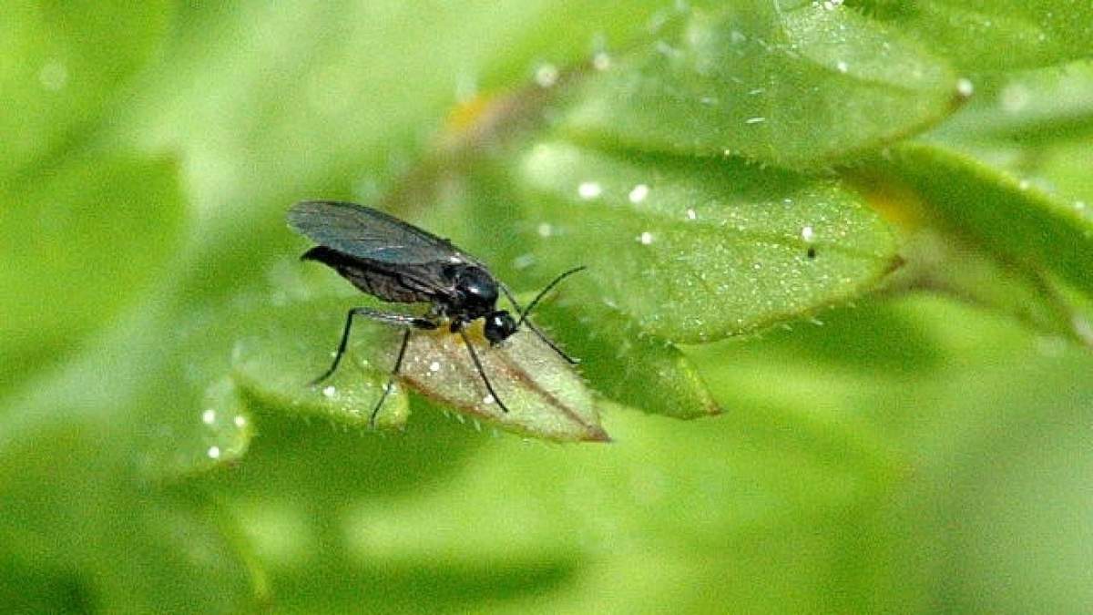 Mosquita del sustrato. Fuente: (Instagram)