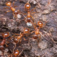 La fórmula secreta y natural para eliminar las hormigas coloradas de tu hogar, definitivamente