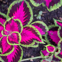 La hermosa planta que podés reproducir gratis para llenar tu jardín de mucho color