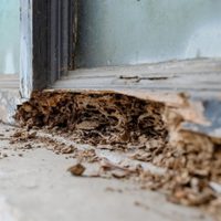El frío no los detiene, mirá la forma natural para terminar con los insectos que arruinan la decoración de tu casa