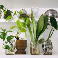 Con hilo y una botella de agua: el truco para mantener sanas y rozagantes a todas tus plantas cuando te vas de vacaciones
