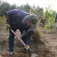 La Municipalidad de Neuquén quiere llenar de árboles el norte de la ciudad