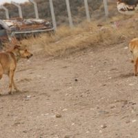 Zapala: Zoonosis desarrolló jornada de esterilización de canes abandonados