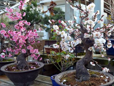 El árbol apto para jardines pequeños y de pocos cuidados que regala sus mejores flores al terminar el invierno