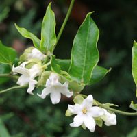 Cubre paredes y tiene flores hermosas: la planta de pocos cuidados que llena tu casa de visitas inesperadas