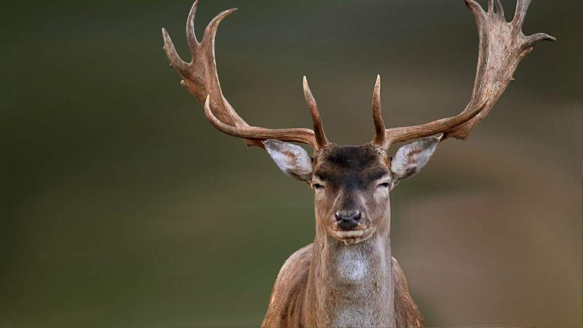 Los ciervos son los animales que más se cazan en Junín de los Andes. Fuente: (Twitter)